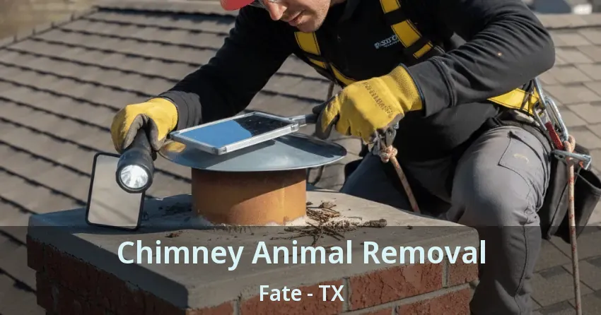 Chimney Animal Removal Fate - TX